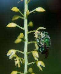 Bees outpace orchids in evolution