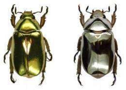 Beetle bling: Researchers discover optical secrets of 'metallic' beetles