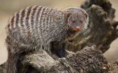Being a dominant breeder is costly for female banded mongooses