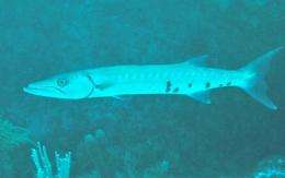 Belize protected area boosting predatory fish populations