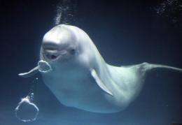 Beluga whale is a protected species in Russia