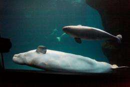 Beluga whales are usually found around the Arctic circle and are classified as "near threatened"