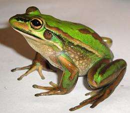 Big leap in understanding frog threat