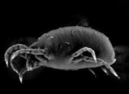 Big pest, small genome: Blueprint of spider mite may yield better pesticides