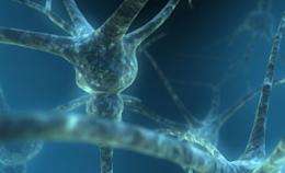 'Bilingual' neurons may reveal the secrets of brain disease