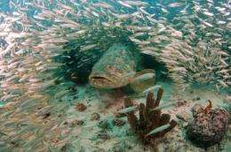 Biologists fish for reasons behind endangered grouper's comeback