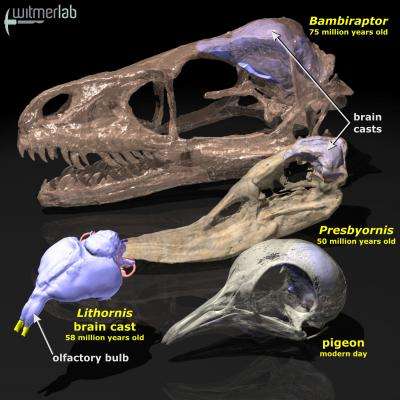 Birds inherited strong sense of smell from dinosaurs