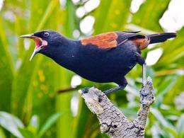Birds invent new songs in evolutionary fast-forward
