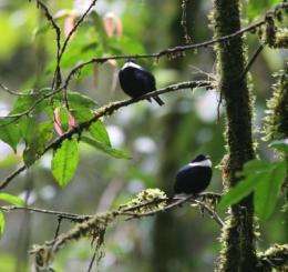 Birds must choose between mating, migrating, study finds