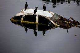 Birds sit on a wrecked car submerged in a river amid the tsunami devastation in Kesennuma, Miyagi prefecture in April