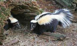 Black, white and stinky: Explaining coloration in skunks and other boldly colored animals