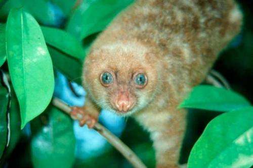 Blue-eyed spotted Cuscus, Spilocuscus Wilsoni, was amongst 1,000 new species recently found in New Guinea