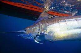 Blue marlin blues: Loss of dissolved oxygen in oceans squeezes billfish habitat