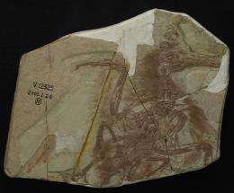 Boluochia closely related to longipteryx, study shows