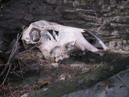 Bones conjure Yellowstone's ecological ghosts