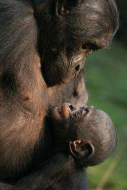 Bonobos and Chimpanzees