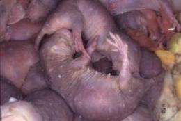 Bottom of the swimming league: Naked mole rat sperm