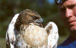 Boy or girl? Understanding how red-tailed hawks migrate