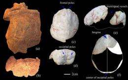 Brain Endocast of Nanjing 1 Homo erectus Reconstructed