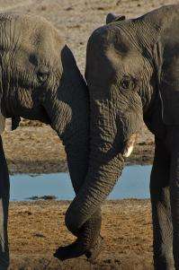 Bull elephants' social behavior varies with the rainfall