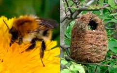 Bumblebee nest boxes don't work