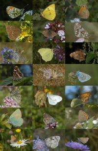 Butterflies: 'Twice-punished' by habitat fragmentation and climate change