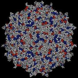 Caltech biologists deliver neutralizing antibodies that protect against HIV infection in mice