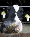 Calves clock-in for monitored mealtimes