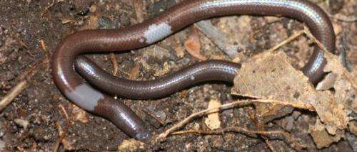 Cambodian scientist discovers new species of blind and legless lizard