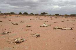 Carcasses of livestock are pictured north east of Nairobi, Kenya, during the region's prolonged drought