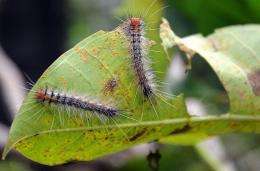 Caterpillars crawl over a leaf