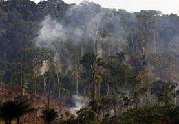 Cattle raising is one of the main causes of deforestation in the Brazilian Amazon forest