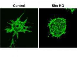 Cell molecule identified as central player in the formation of new blood vessels