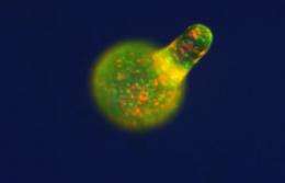Cells' life and death decisions: lessons from a social amoeba