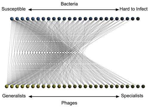 Patterns of bacteria-virus infection networks revealed