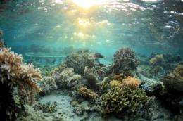Chemical warfare on the reef: How certain seaweed species harm corals