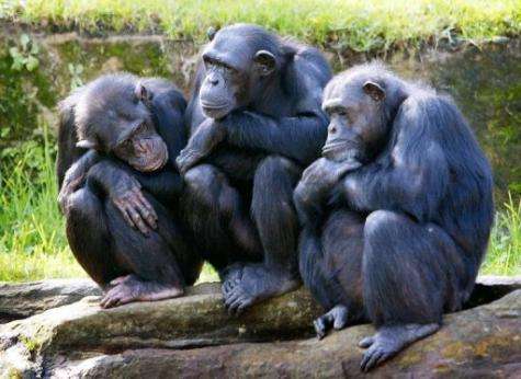 Chimpanzees are self-aware and can anticipate the impact of their actions on the environment around them, a study claims