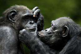 Chimpanzees play at a zoo