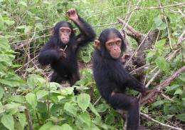 Chimpanzee study sheds light on natural history of HIV