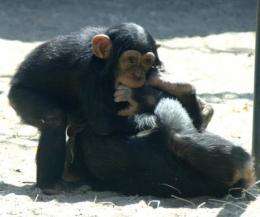 Chimps play like humans: Playful behavior of young chimps develops like that of children
