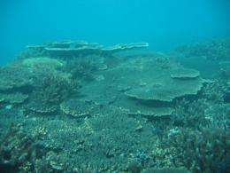 Climate will damage reefs at 