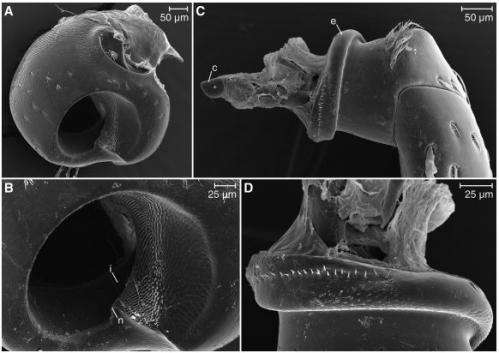 Papuan weevil has screw-in legs