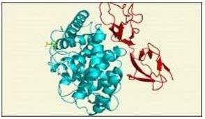 New structure of an important immune system complex resolves a 10-year controversy 