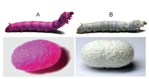 New silkworm diet produces colored silk and possible medical advantages
