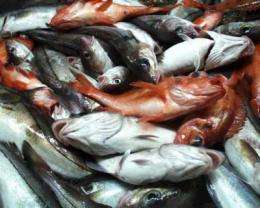 Cod resurgence in Canadian waters
