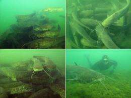 Colossal aggregations of giant alien freshwater fish as a potential biogeochemical hotspot