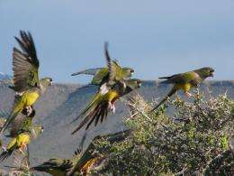 Colourful boundary trespassers: burrowing parrots crossed the Andes 120,000 years ago
