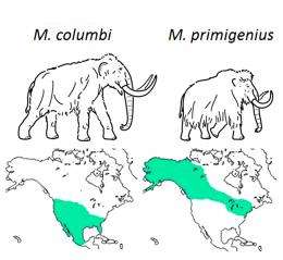Researchers solve mammoth evolutionary puzzle: The woollies weren't picky, happy to interbreed