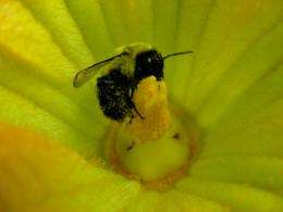Common eastern bumblebee can boost pumpkin yields