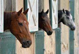 Concern over the killer Hendra virus mounted in Australia Wednesday after a sixth horse died in an outbreak